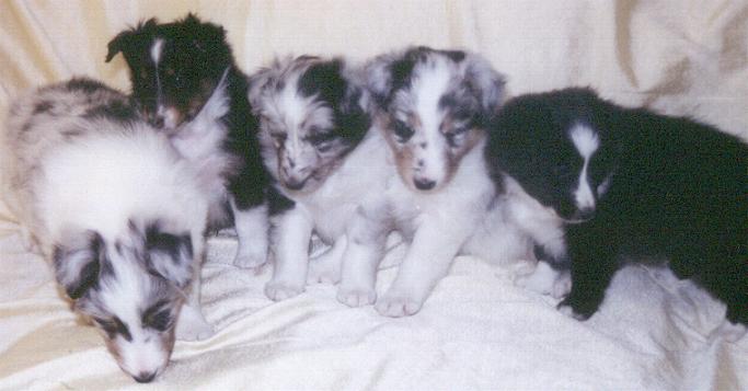 puppyb.jpg (33781 bytes)
