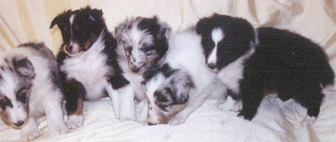 puppyc.jpg (34612 bytes)
