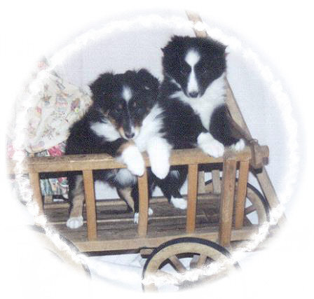 puppycoach.jpg (70862 bytes)