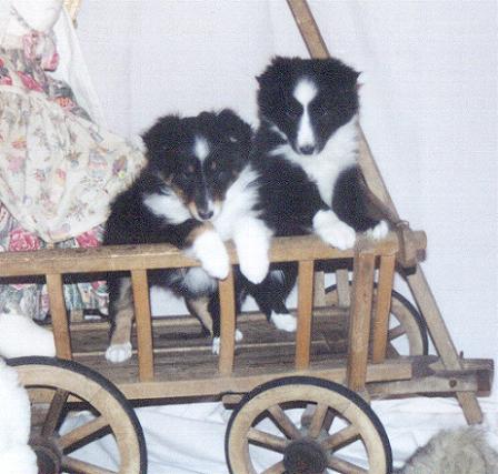 puppystagecoach.JPG (35013 bytes)