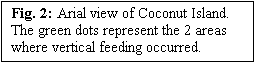 Text Box: Fig. 2: Arial view of Coconut Island.  The green dots represent the 2 areas where vertical feeding occurred.