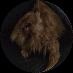 : click Crookshanks :