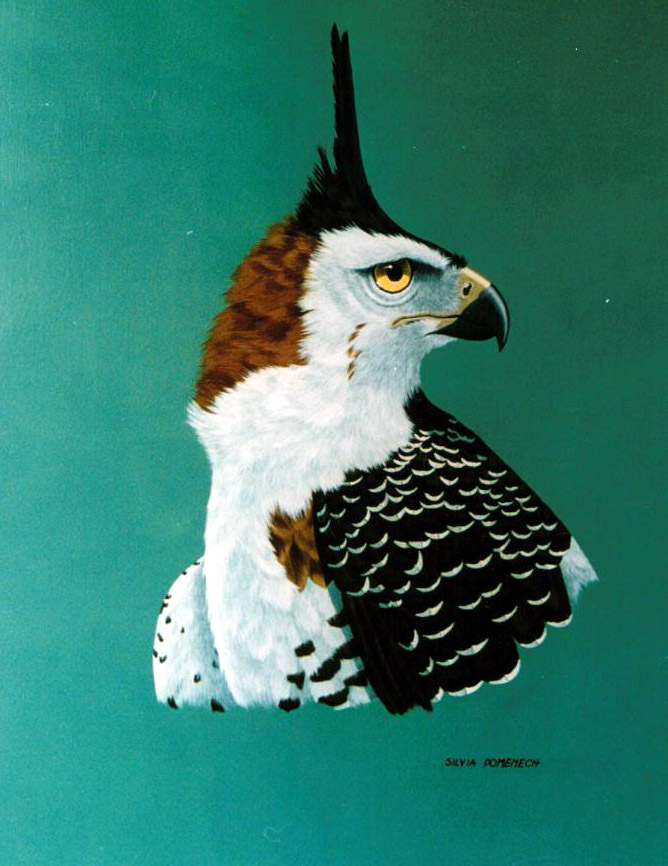 aguila.jpg (140473 bytes)