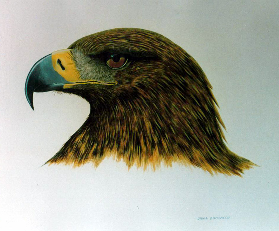GOLDEN EAGLE 0,80 X 0,60 ACRILICO SOBRE TELA.jpg (169557 bytes)