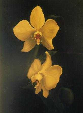 ORQUIDEAS DE JAVA 0,90 X 0,60 OLEO SOBRE TELA.jpg (10157 bytes)