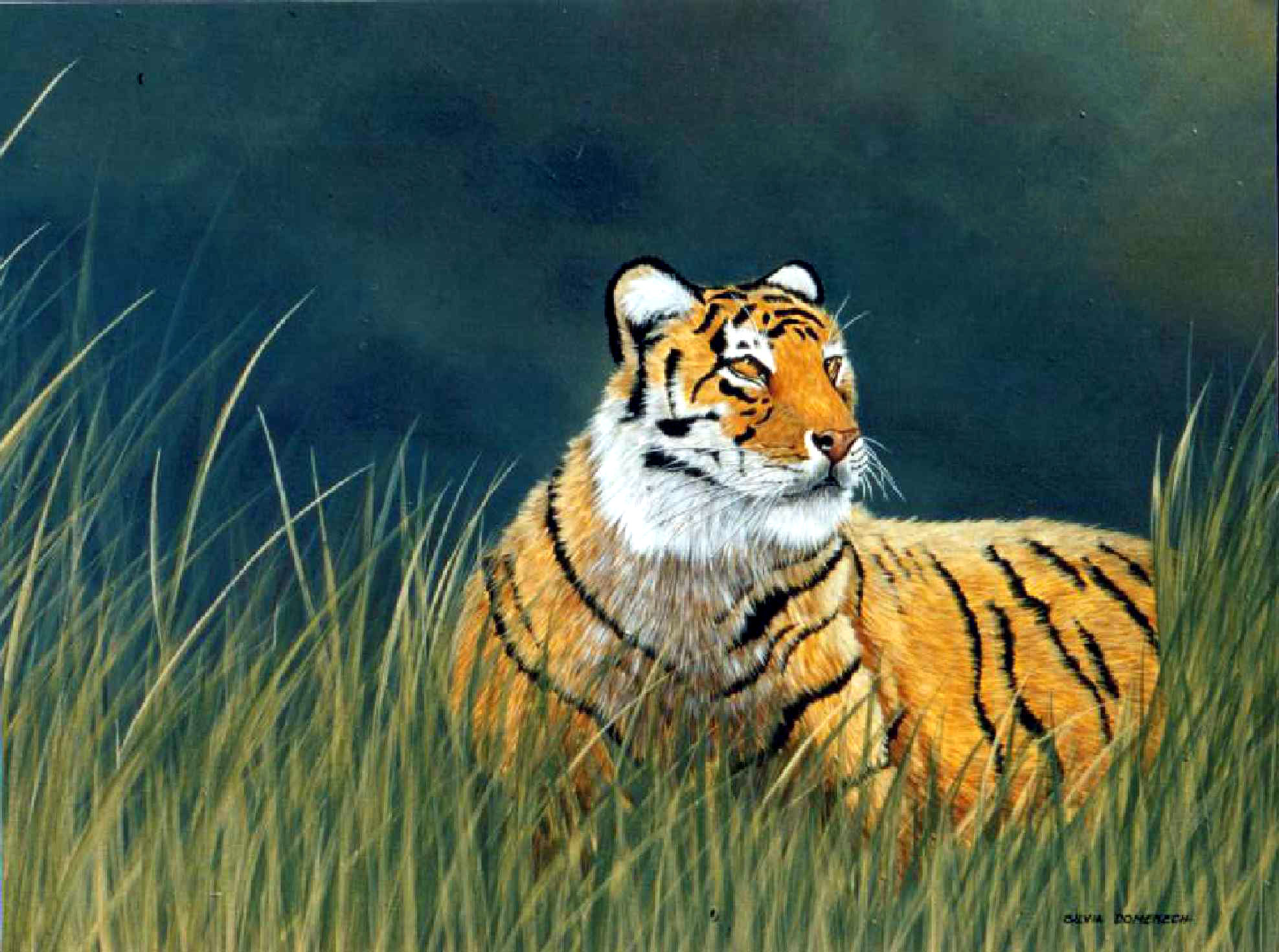 tigre.jpg (399450 bytes)