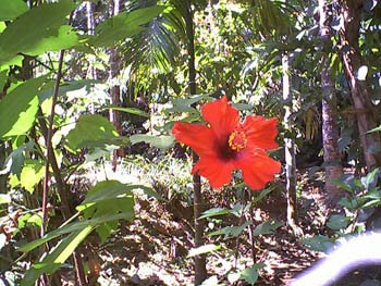 Hibiscus