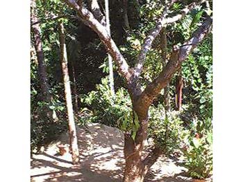 Mangotree