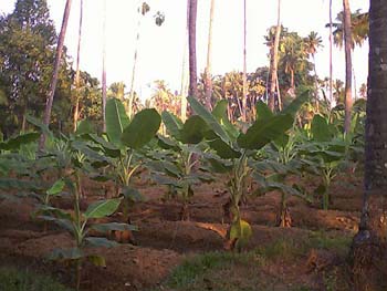 Plantain