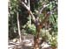 Mangotree
