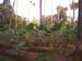 Plantain
