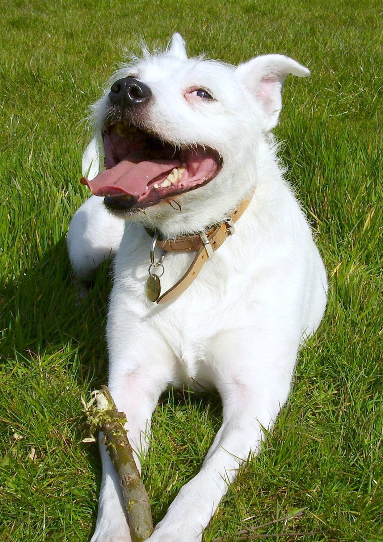 click to see pictures of Chance