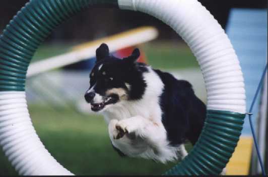 Dia flying through the tire at her first ever AKC trial.