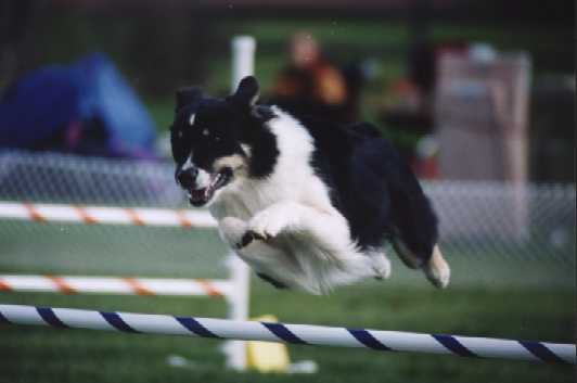 Dia sails over a jump in her first ever AKC run.