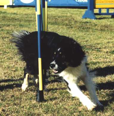 Through the weave poles at the USDAA Spring Festival of Dog Agility in Lexington, KY