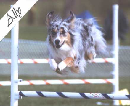 Ally maintains her "dainty" image even when jumping - look at those nicely tucked paws!