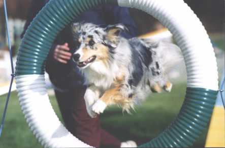 If she jumped any higher she'd hit her head on the tire!