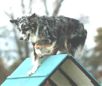Simon cresting the A-Frame