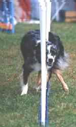 Simon in the weave poles