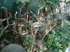 06_2-33_Singapore_colourful_parrots.jpg (108842 bytes)