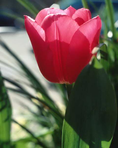 April tulip