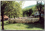 Kuća Pera Likera