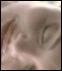 Cyborg 2