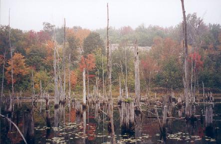 Oshawa Marsh