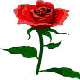 Hammered Rose