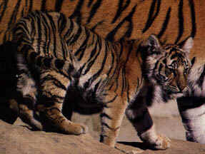 wpeE.jpg (11776 bytes)