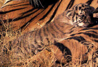 wpe12.jpg (16109 bytes)