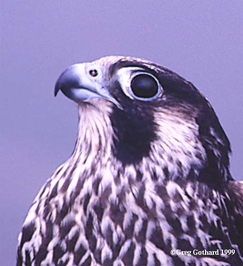 eagle.jpg (38358 bytes)