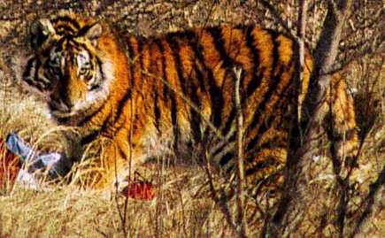 wpe2.jpg (27517 bytes)