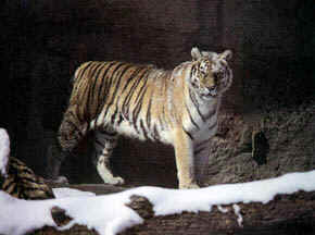 wpe5.jpg (8788 bytes)