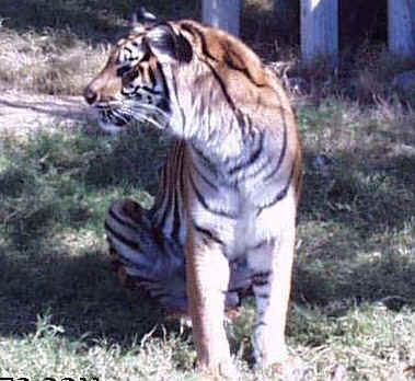 wpeA.jpg (32283 bytes)