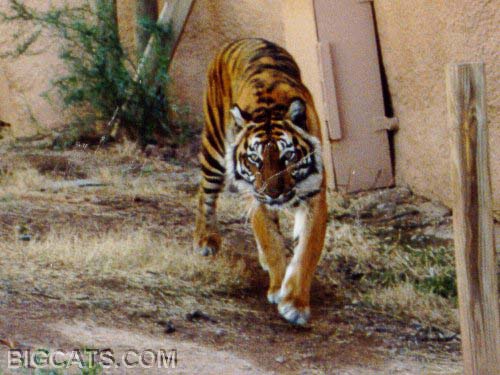 sumatran_1.jpg (47269 bytes)