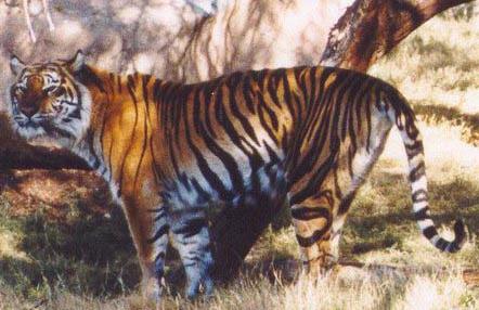 sumatran_2.jpg (31904 bytes)