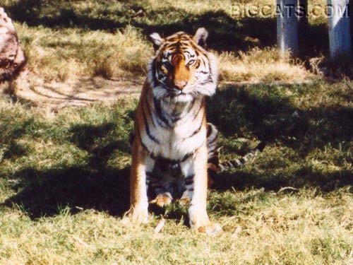 sumatran_3.jpg (58786 bytes)