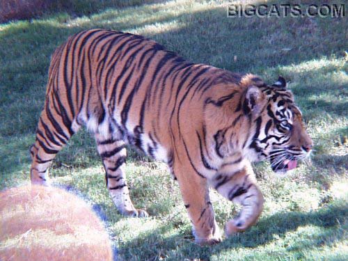 sumatran_6.jpg (57083 bytes)