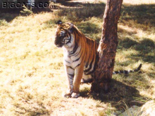 sumatran_9.jpg (43581 bytes)