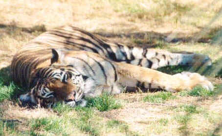 wpe1.jpg (29121 bytes)