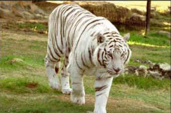 wpe1.jpg (13025 bytes)