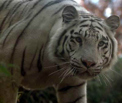 wpe4.jpg (12144 bytes)