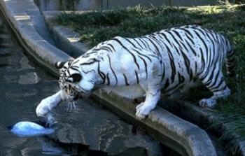 wpe6.jpg (11574 bytes)