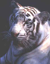 wpe8.jpg (5181 bytes)