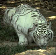 wpe9.jpg (6475 bytes)