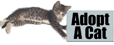 Cats For Adoption