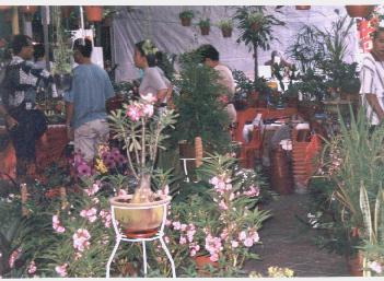 Plant Lovers Corner!
