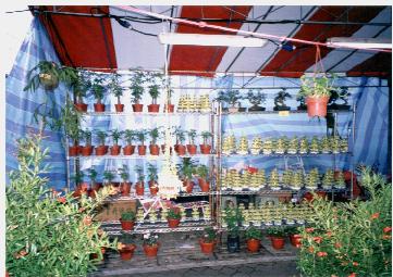 Chinese New Year Plants