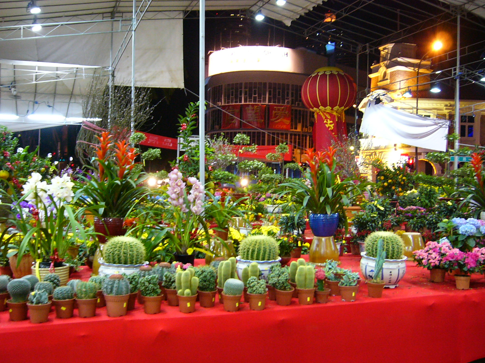 Have you sen such a fat Cactus b4?